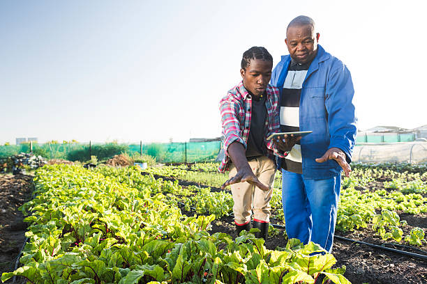 african males using tablet in vegetable garden - 智慧农业 個照片及圖片檔